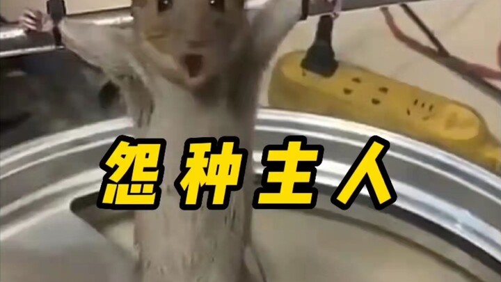 Nuôi thú cưng có gì vui? Cho đến khi tôi nhìn thấy nó