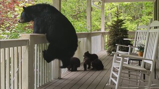 A mother black bear came to a resident's home with her four cubs. She comes every year.