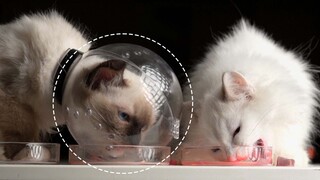 [Hewan]]Momen lucu dan lucu kucing lapar