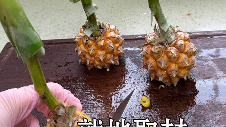 The newly weaned pineapple is made into pineapple pie with hand-pulled pancakes. It is so fresh that