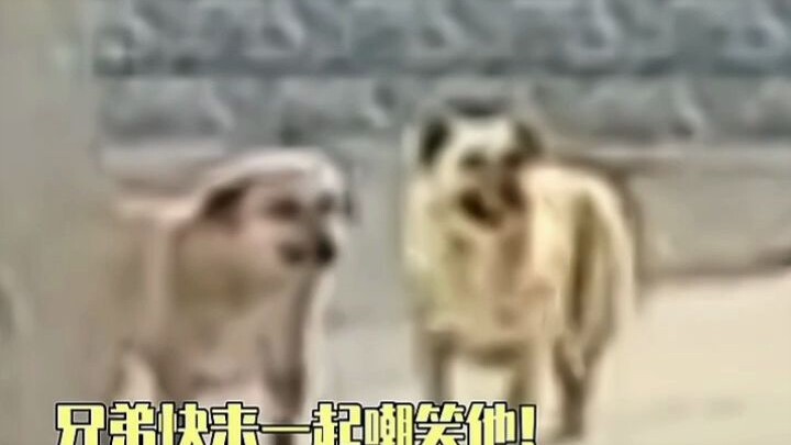The first time I’ve seen a smile on a dog’s face