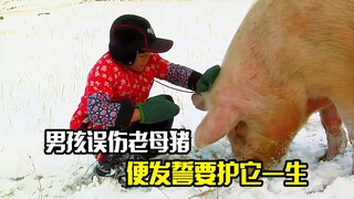 男孩误伤老母猪，便发誓要护它一生，结局让人揪心，剧情片