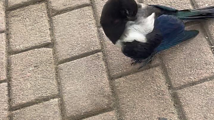 ตื่นเช้าออกมาเดินเล่น แล้วมีนกตัวหนึ่งเลียนแบบฉันโหนชิงช้าด้วย!