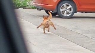 Why is this dog running around so wildly?