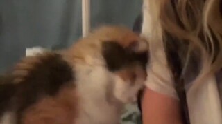 猫：不理我？创洗你