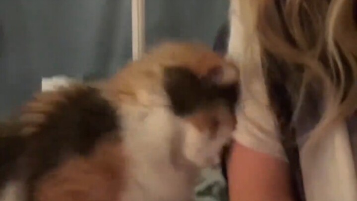 Kucing: Tidak memedulikanku? Aku akan menciptakan cuci kamu