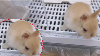 Wanna Keep a Rabit? Watch Poo-shovel Online before You Decide