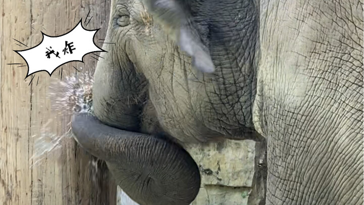 Không ngờ được chút nào: Đây là cách Julie mở dừa!