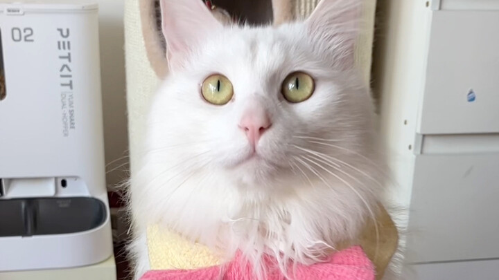 我居然…真的捡了只临清长毛狮子猫！！