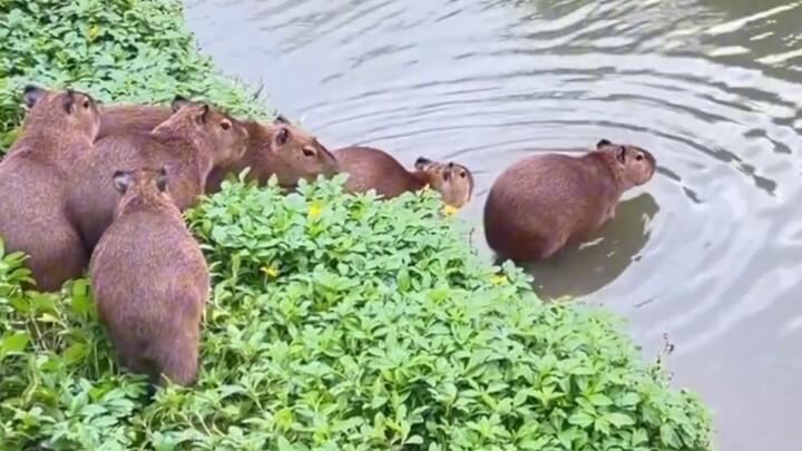Capybaras line up to dive and cross the river