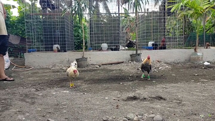 Spar tayo ng stag
