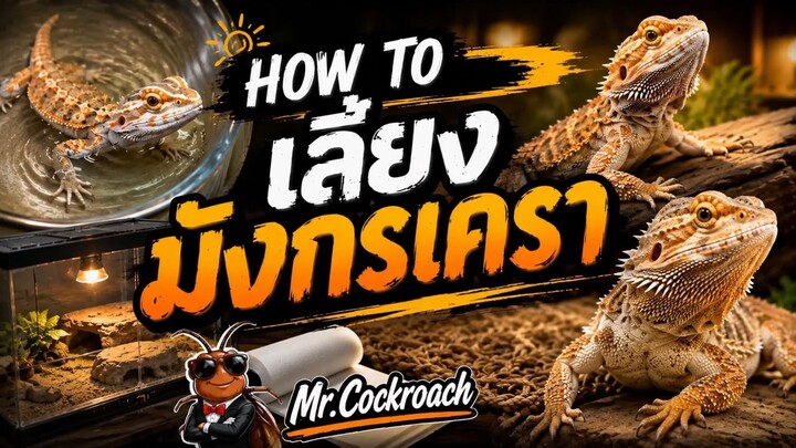 How to เลี้ยงมังกรเครา