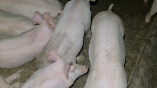 有个传说晚上……