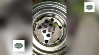 Nửa đêm xuống bếp, thanh niên 'HỐT HOẢNG' #doisongmoingay