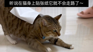 Kudengar jika menempelkan selembar kertas pada kucing, kucing tersebut tidak akan bisa berjalan lagi