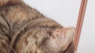 Ngâm thơ "Lợi ích của việc thức dậy"