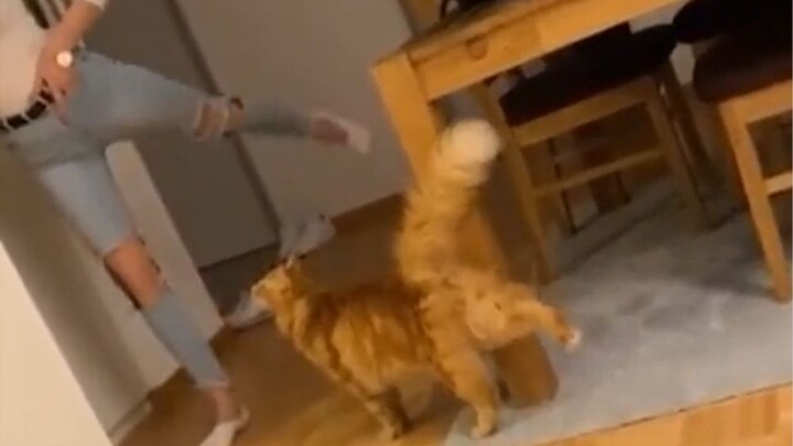 Cat: Let me put it this way—there’s nothing I can’t do!