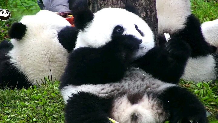 [Panda Qiao Bao Bao] Gemuk & Manis