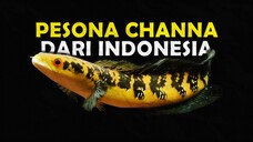 INILAH JENIS CHANNA YANG SERING DITEMUKAN DI NEGARA INDONESIA