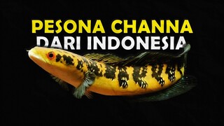 INILAH JENIS CHANNA YANG SERING DITEMUKAN DI NEGARA INDONESIA