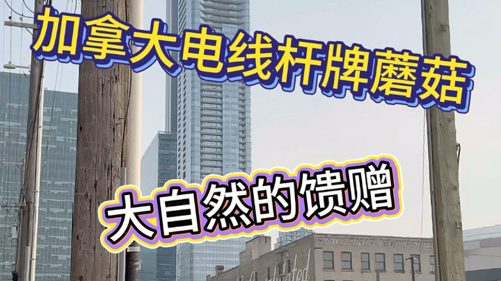 ที่แท้โครงสร้างพื้นฐานของแคนาดาก็เป็นแบบนี้ไม่ใช่เพราะล้าหลัง แต่เป็นเพราะ…