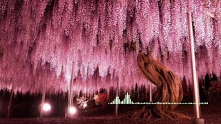 [ G - Nightcore  ] Hoa Hải Đường remix