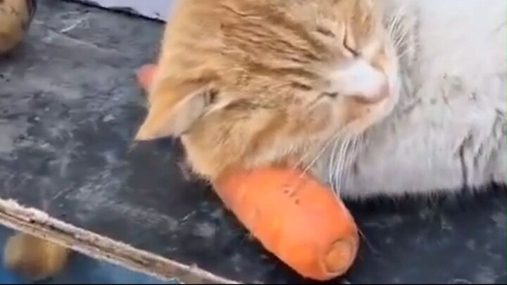 Cat not for sale