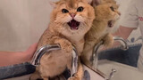 [Động vật] Ghi lại hình ảnh một chiếc mèo ghét tắm