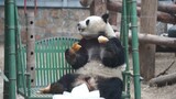 Animal|Giant Panda "Meng Lan"