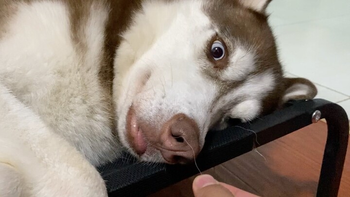 "Imersif Menggoda Dua Haha"