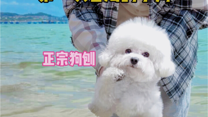 Reaksi beragam anak anjing saat melihat laut, benar-benar imut banget!