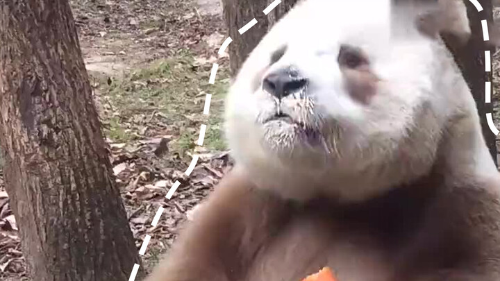 Fresh carrots after a meal is the best.