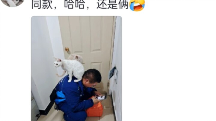 Cười chết mất, thợ lắp mạng toàn mang sẵn tố chất hút mèo, ngay cả những chú mèo sợ xã hội cũng khôn