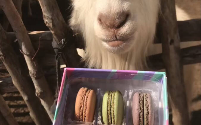 The gluttonous sheep ate macarons.