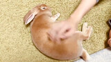 Chú thỏ mập mạp dễ thương