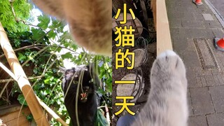 It turns out that kittens’ own feet are so cute! !
