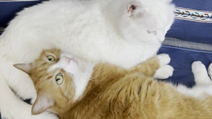 Turns out there’s such a huge difference between Big Mi and Little Mi’s voices!