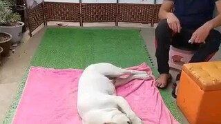 Smart Dog