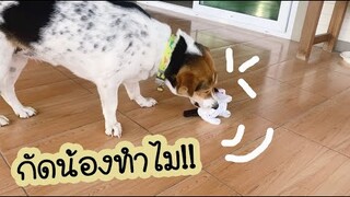 โลกของแสนดี ตอน กัดน้องทำไม?