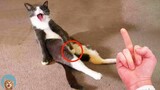 Funny Pranks On Pets - TRY NOT TO LAUGH | MEOW