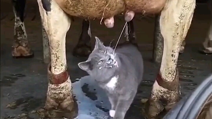 Mèo: Cảm ơn những món quà từ thiên nhiên~