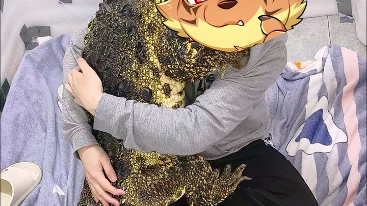 This croc is way too clingy now. He’s already as big as a person, yet he still wants me to carry him