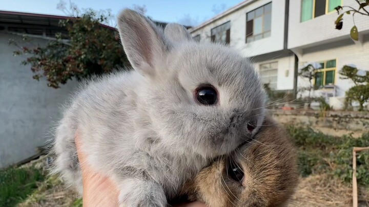 You see little rabbits all the time, but many people probably haven’t heard what they sound like yet