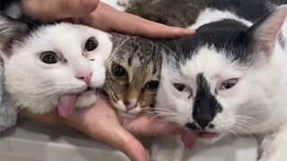 يبدو أن هناك قطة حامل بالفعل، يبدو أن تعقيمّي لم يكن شاملاً بما يكفي!