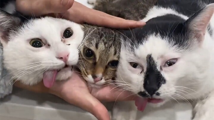 Thì ra vẫn còn mèo cái mang thai, xem ra tôi triệt sản chưa đủ kỹ!