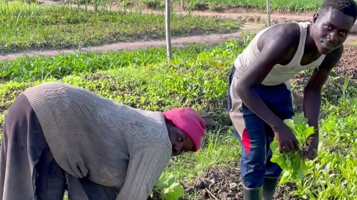 Tại Rwanda, châu Phi, trang trại Trung Quốc lớn nhất có sinh viên người da đen làm quản lý