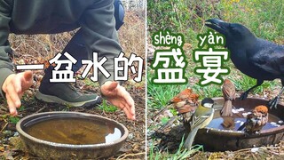 ضع وعاءً من الماء في حديقة بسيول، وانظر أيّاً من الصغار اللطيفين سيزورك!