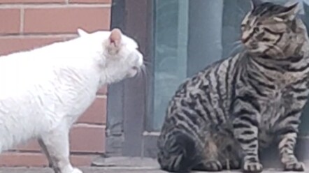 Mèo cưng Đại học Y Tây Nam cãi nhau phiên bản 2.0