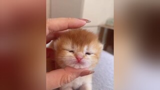 cưng xỉu😘😘😘cat cats kute mèo meocute mèocute cute GuiBanTuongLai