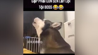 Gặp ngay con sen lầy 😂thucung yeudongvat pet fypシ dog dongvathaihuoc